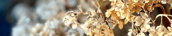 Snoeien_januari-Header-Uitgebloeide-bloemen-van-de-hortensia