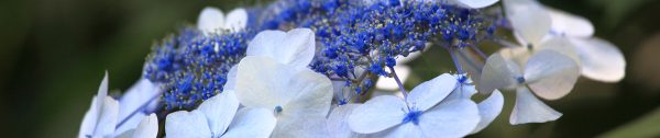 Planten_maart-Header-fluweelhortensia Planten_maart-Header-fluweelhortensia