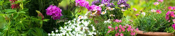 Planten-en-bloemen_mei-Header_door-het-gebruik-van-potplanten