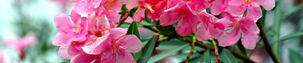 Planten_mei-Header-de-Oleander-is-een-robuuste-plant