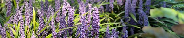 Planten_augustus-Header-Liriope-muscari