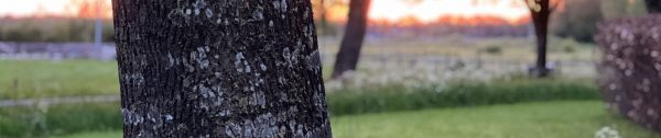 Snoeien_augustus-Header_ABC-bomen-snoeien