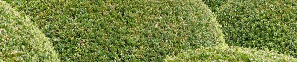 Onderhoud-september_Header-buxus