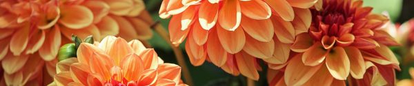 Planten_september-Header-dahlias