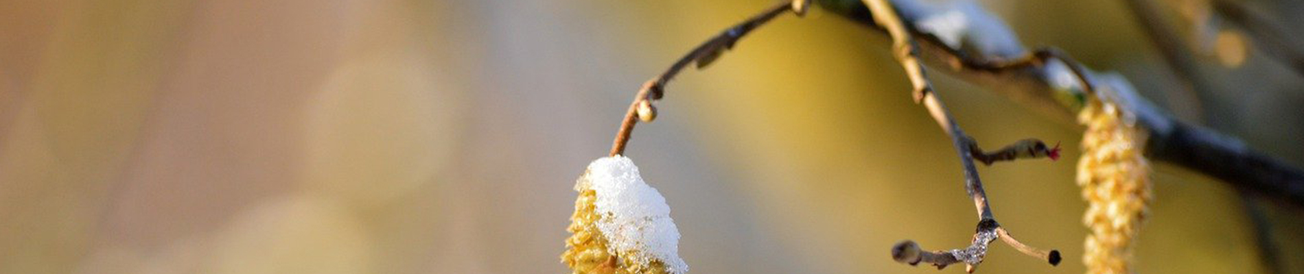 Snoeien_december-Header_zolang-het-niet-vriest