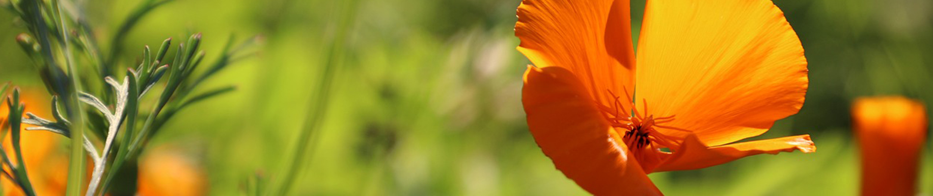 Planten_januari-Header-tulpenen narcissenbollen