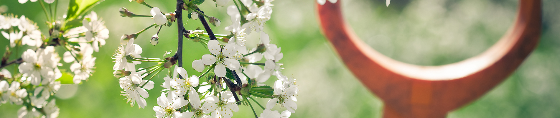 Tuintips_januari-Header-waarom-wachten-met-wensen-uitvoeren
