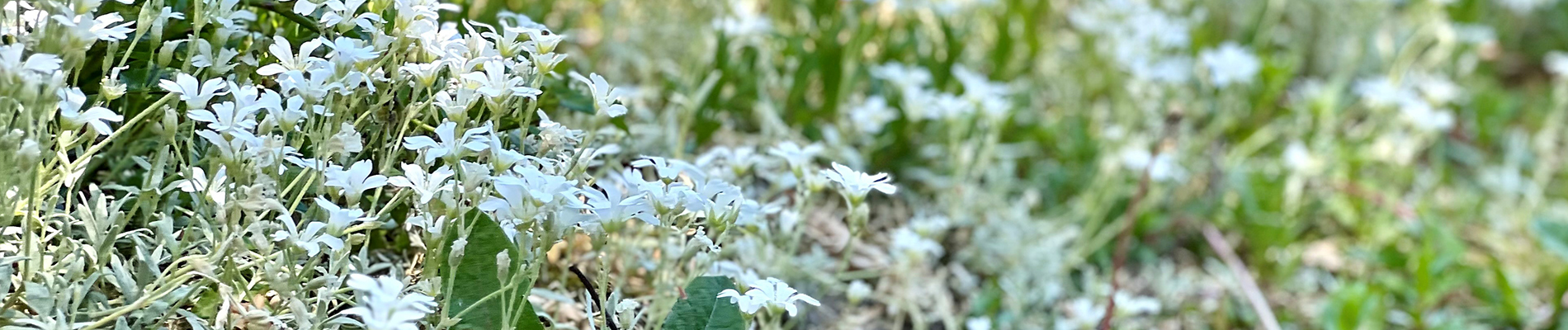 Gazon-februari_Header-tuinplannen_denk_vooruit