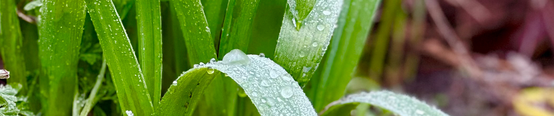 Planten_februari-Header-voorjaarsbollen_die_in_de_grond_blijven