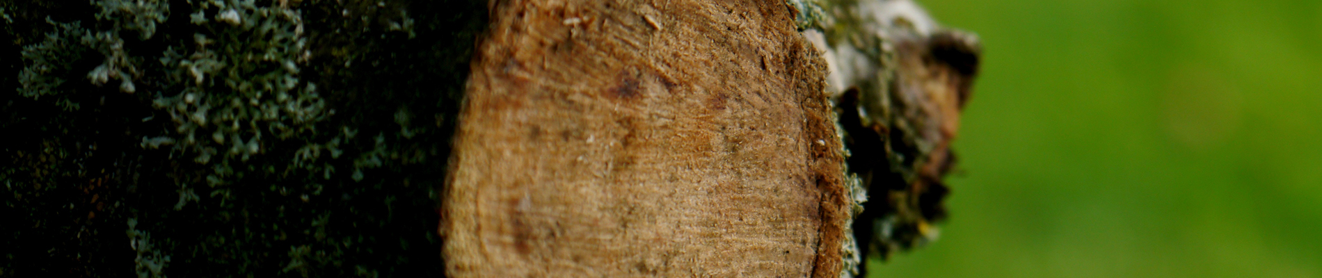 Snoeien_februari-Header-grote_bomen_snoeien