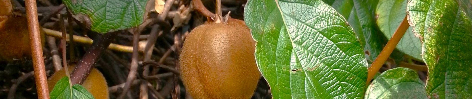 Tuintips_maart-Header-de-kiwiplant-voelt-zich-helemaal-thuis