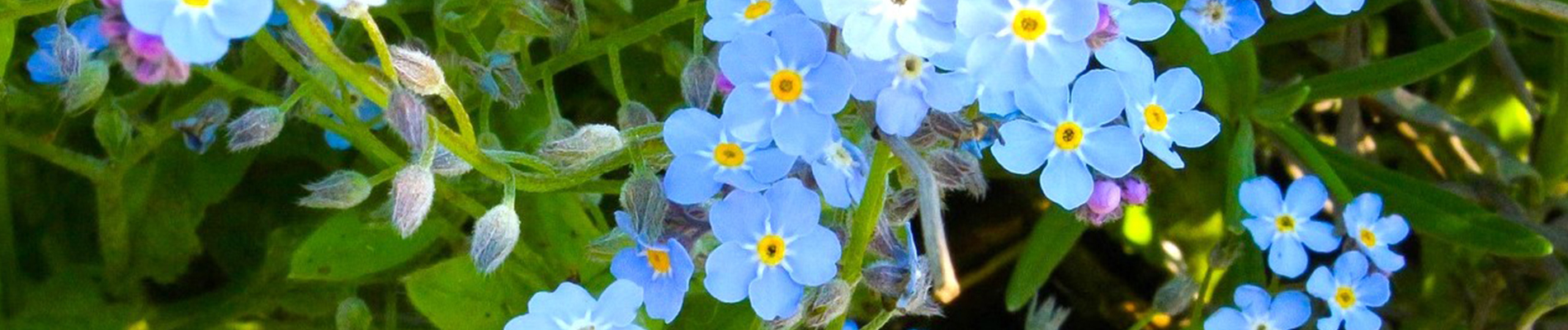 Planten_april-Header-vergeetmenietje