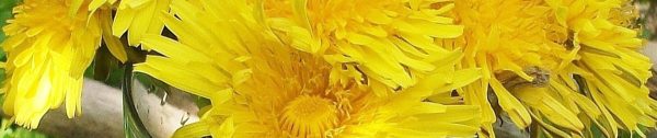 Gazon-mei_Header-Paardebloemen-in-het-gazon