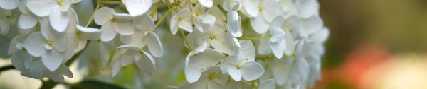 Planten_mei-Header-Hortensia-Annabelle