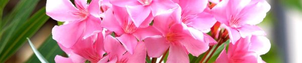 Tuintips_april-Header-oleander