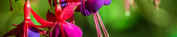 Tuintips_mei-Header-Fuchsia
