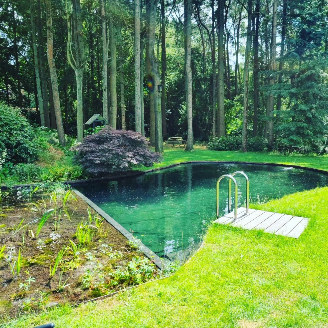 Zwemvijver-met-organische-vorm-in-Hulshorst