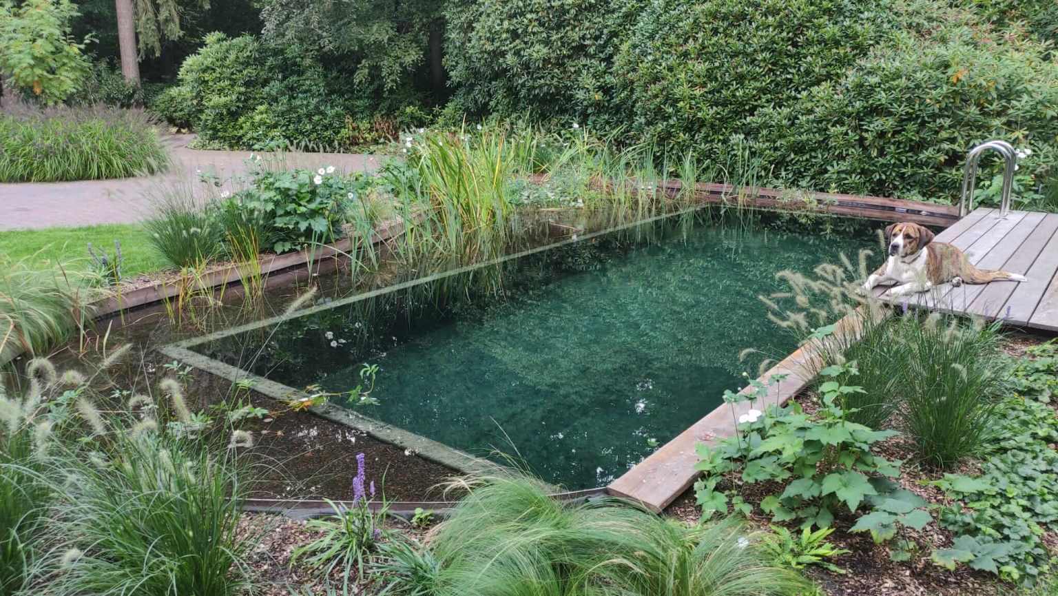 zwemvijver-organische-vorm-en-vlonder-in-Epe