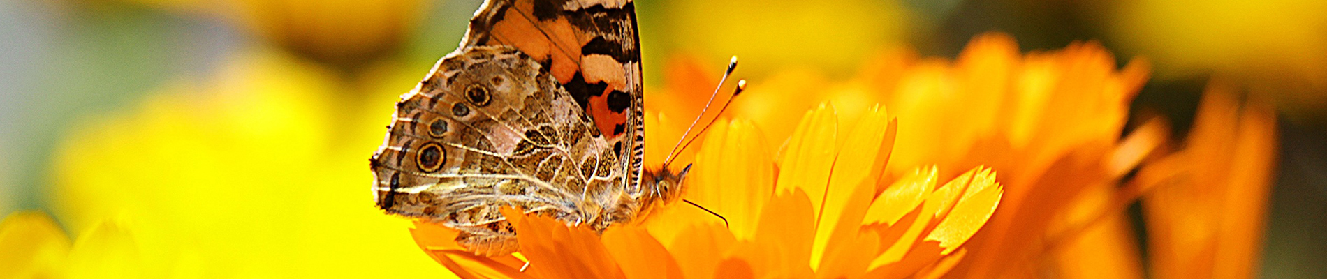 Leven_in_de_tuin-juli_Header-Wil_je_meer_vlinders_in_je_tuin