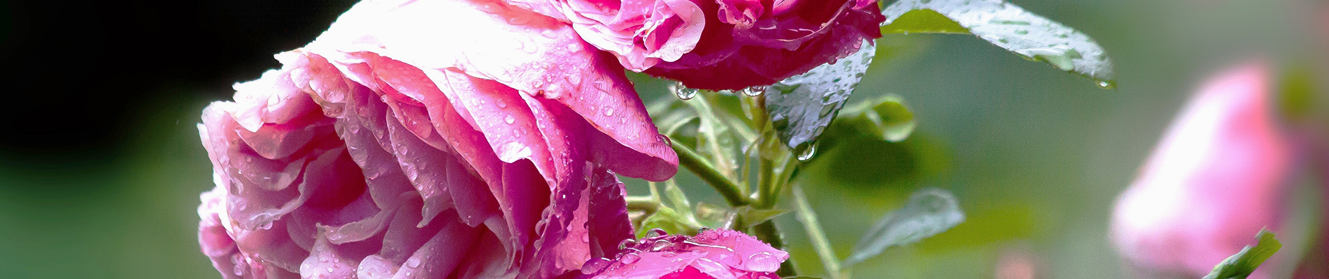 Onderhoud_juli-Header-Last_van_droge_periodes