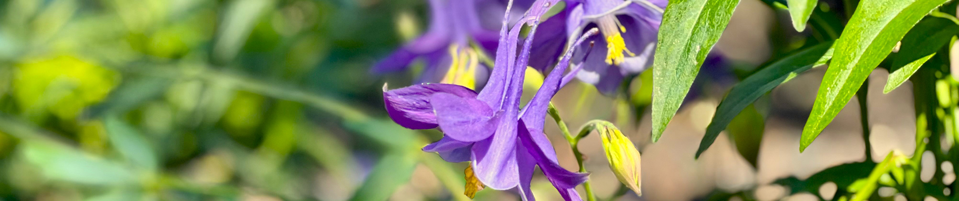 Planten_juli-Header-Onderhoudsvriendelijke_prairietuin