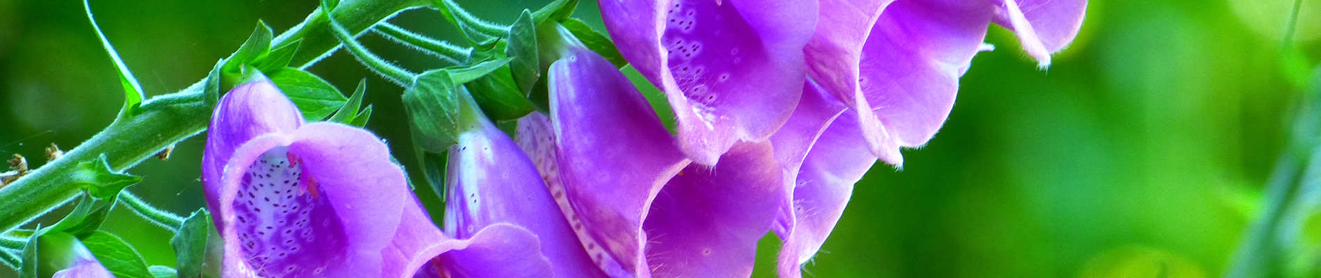Tuintips_juli-Header-zomer_actief_in_de_tuin