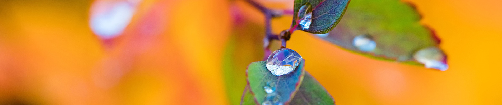 Onderhoud_augustus-Header-Regenwater-opvangen