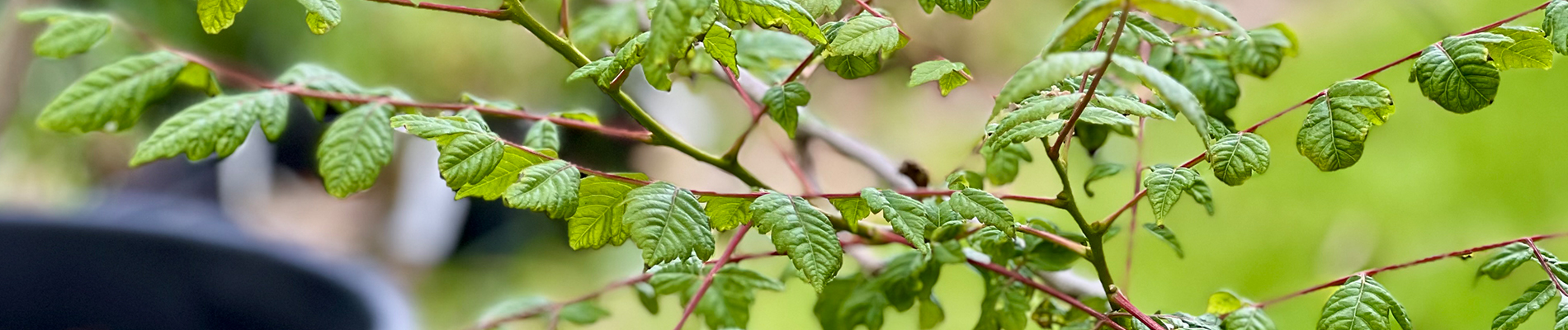 Planten_augustus-Header-de-blaasjesboom