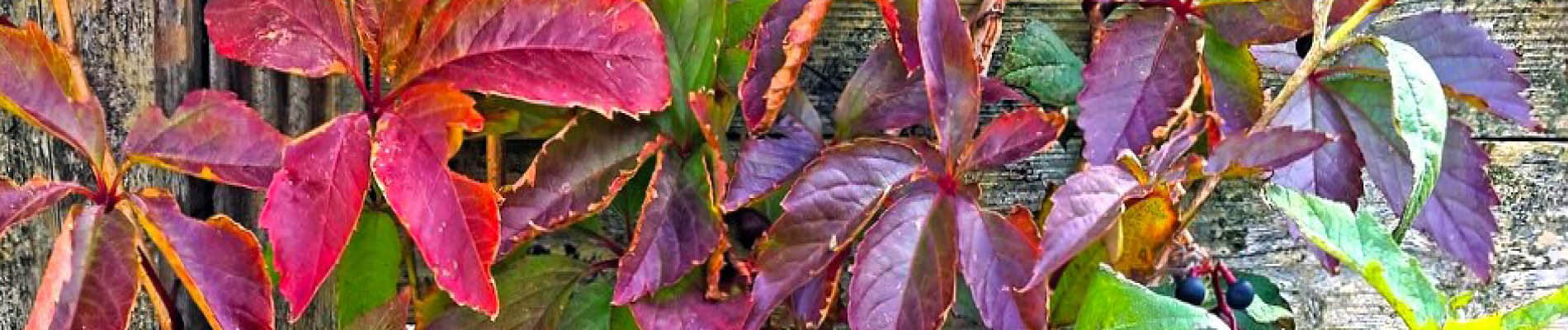 Planten_september-Header-snoeien