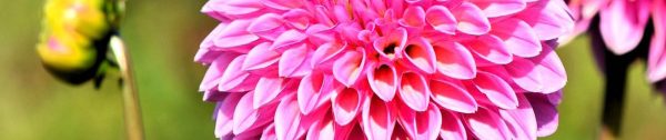 Tuintips_september-Header-dahlia