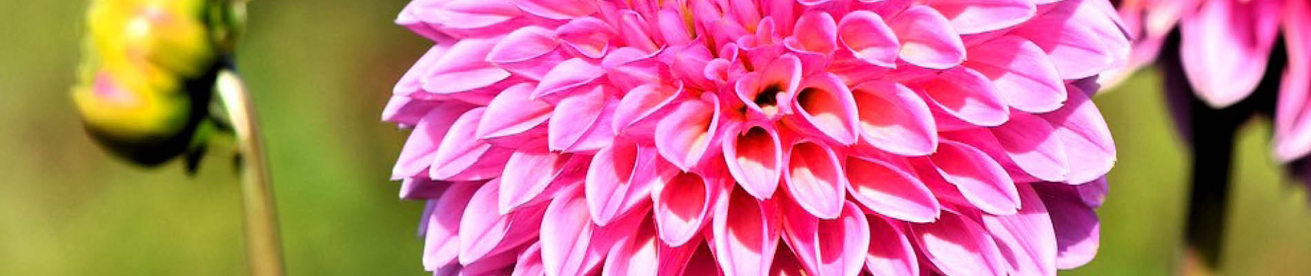 Tuintips_september-Header-dahlia