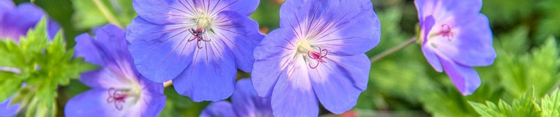 Tuintips_september-Header-dieren in sept tuin inheemse plante