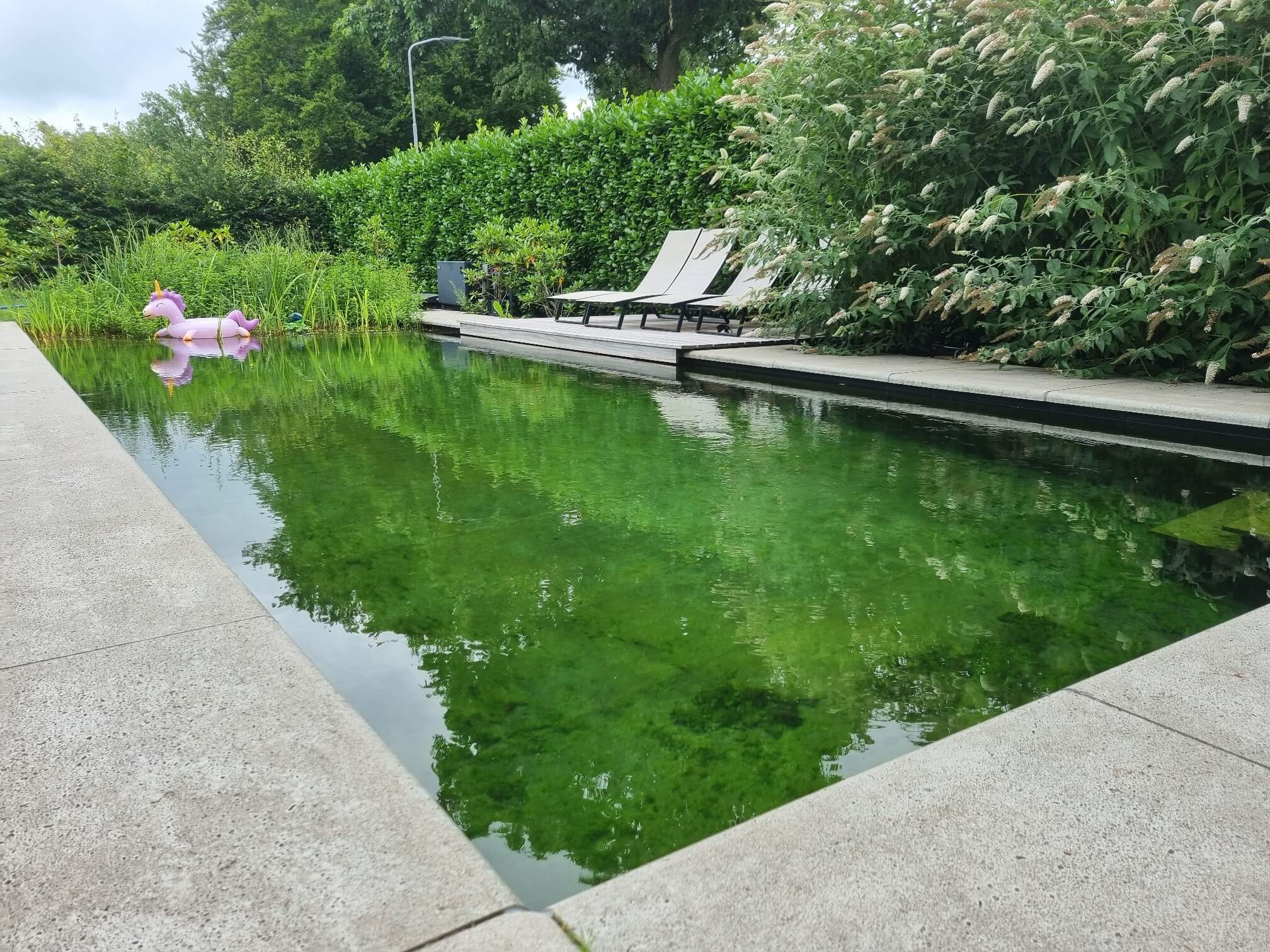Zwemvijver Hattem met hardhouten vlonder 4