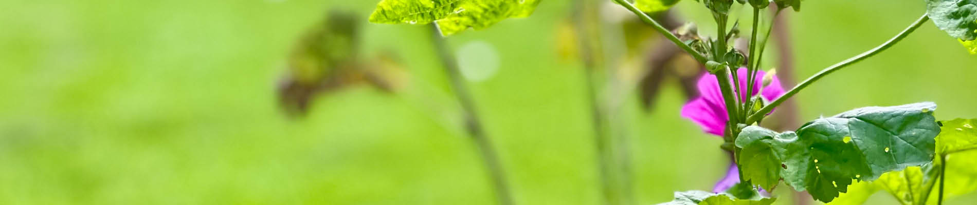 GRAS TUIN Header (1)