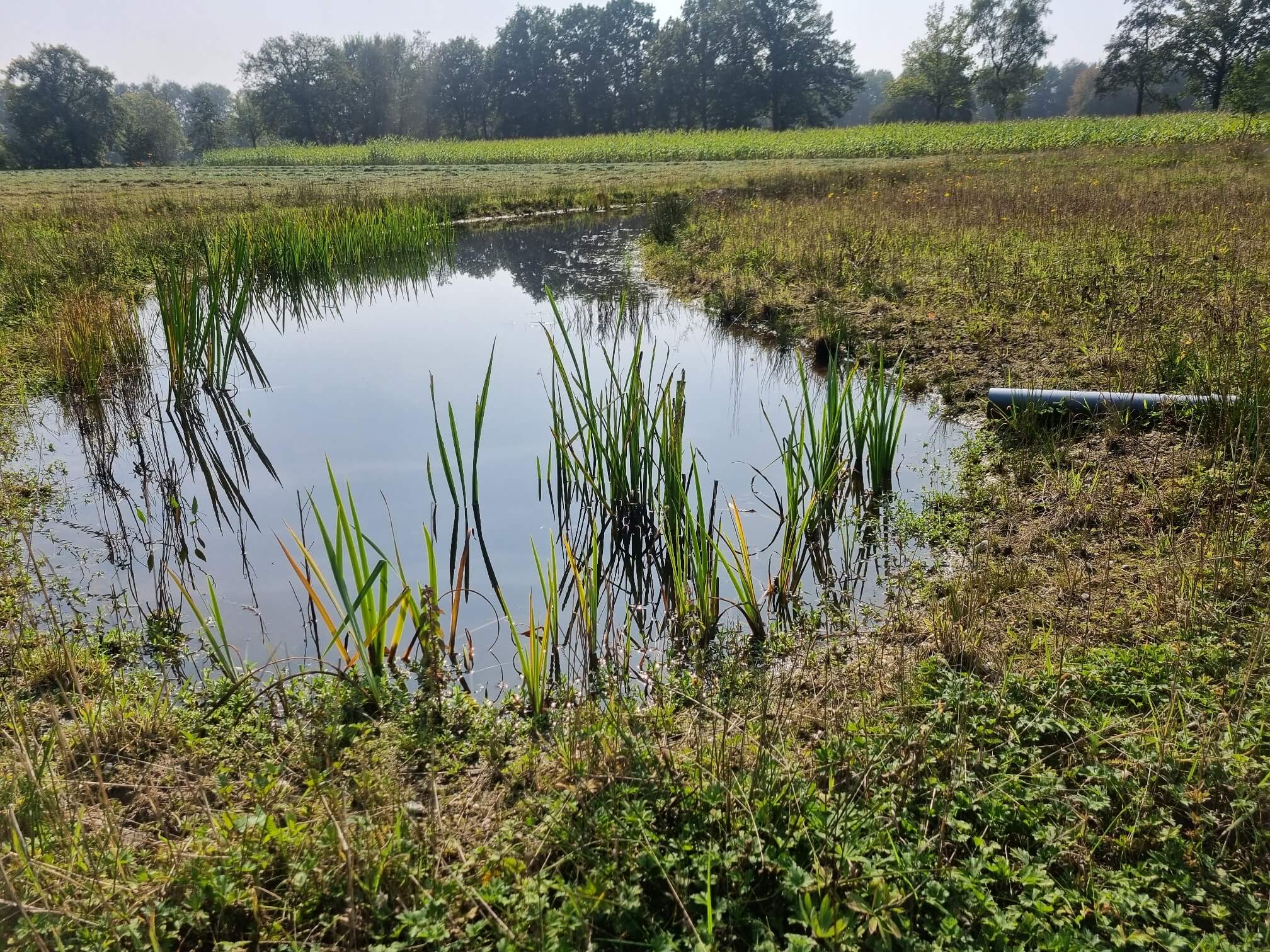 Waar houden we rekening mee als we een wadi aanleggen in uw tuin