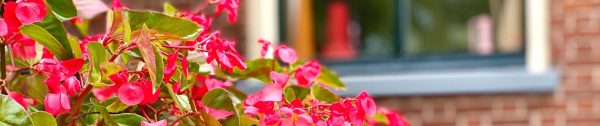 begonia in pot HEADER