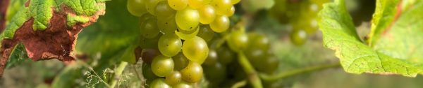druif najaar HEADER