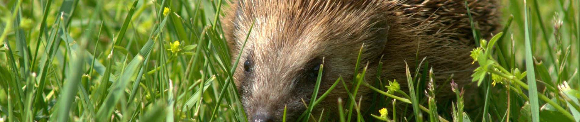 Template_Header (1) egel