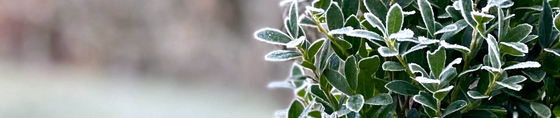 Template_Header (1)buxus in pot