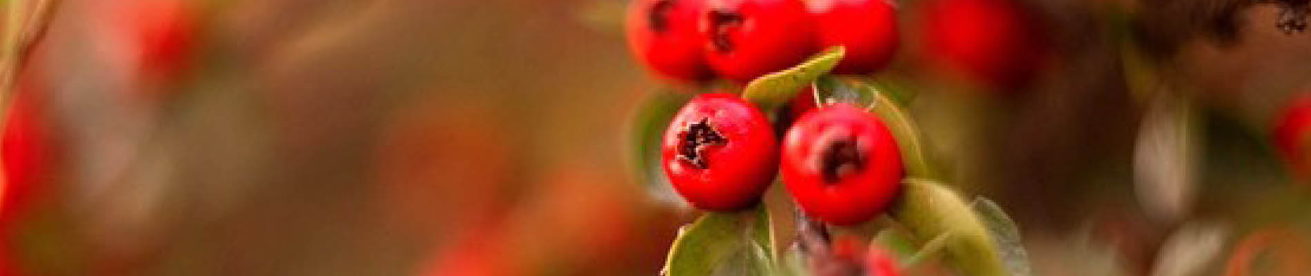 winterbloeiers Header (1)