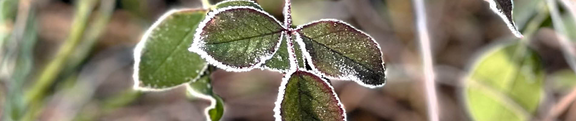 Template_Header 2 wintersilhouet (4)