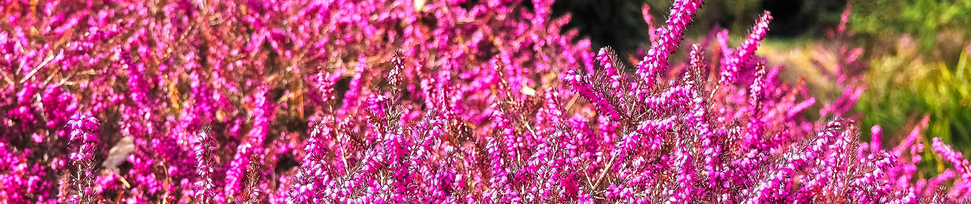 Template_Header (4 heide