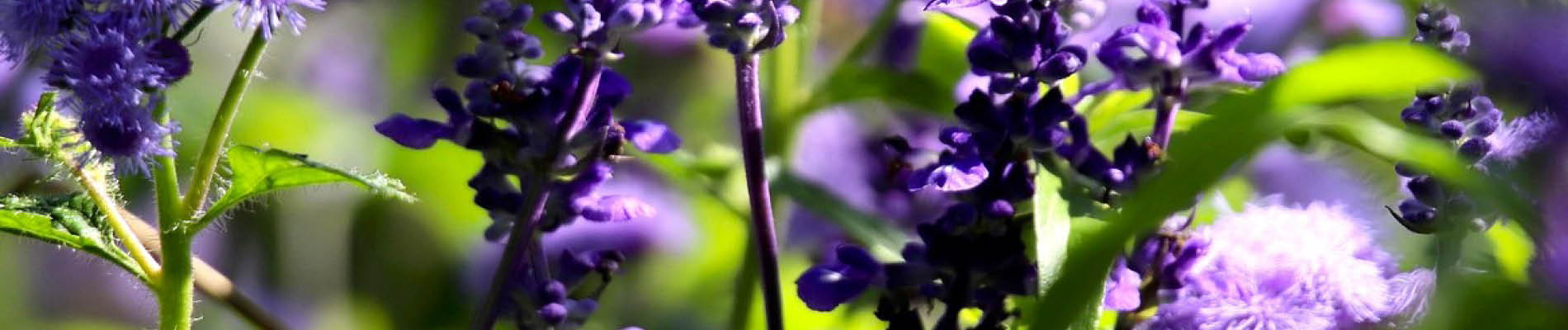 Template_Header (7).jpg LAVENDEL DONSBLOEM tuintrends