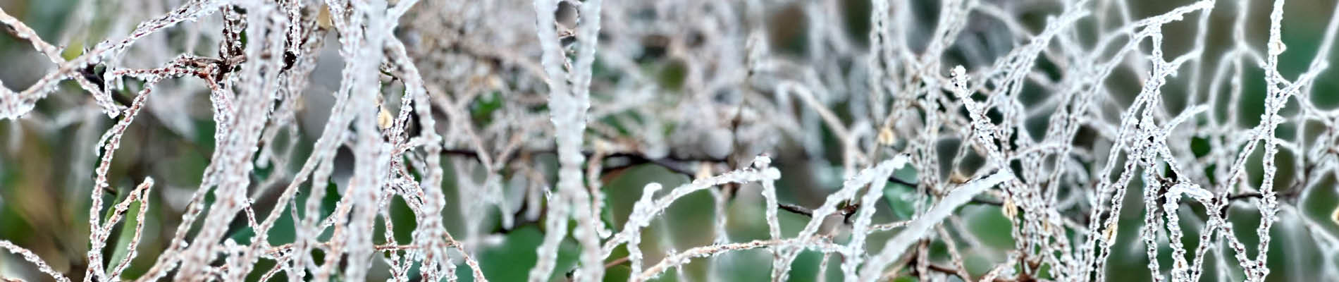 Template_Header (7).jpg RIJP blad laten liggen