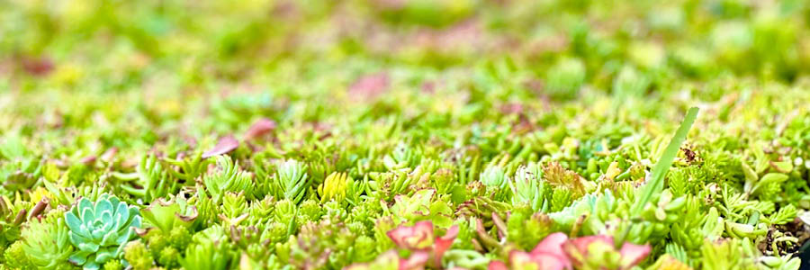 Template_Inner (3).jpg GROEN DAK VETPLANTEN