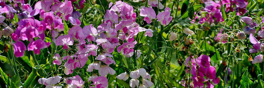 Template_Inner (3).jpgLATHYRUS ZAAIEN