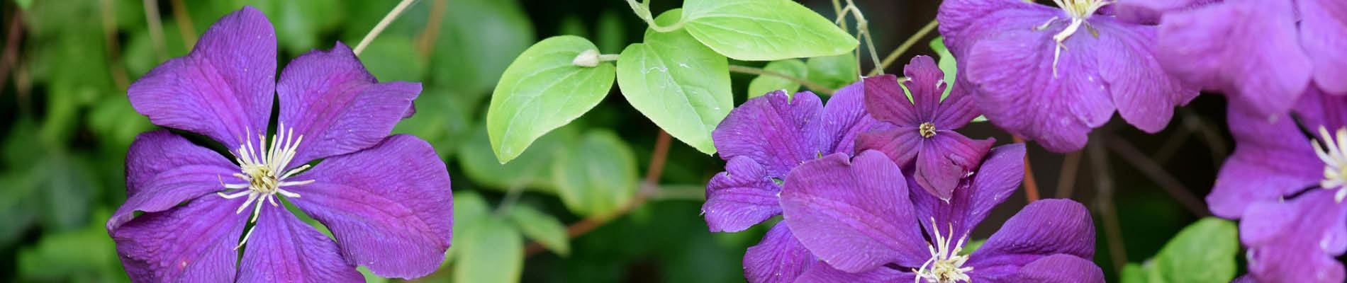 2. clematis header (3)