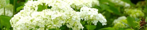 Template_Header (10).jpg 3