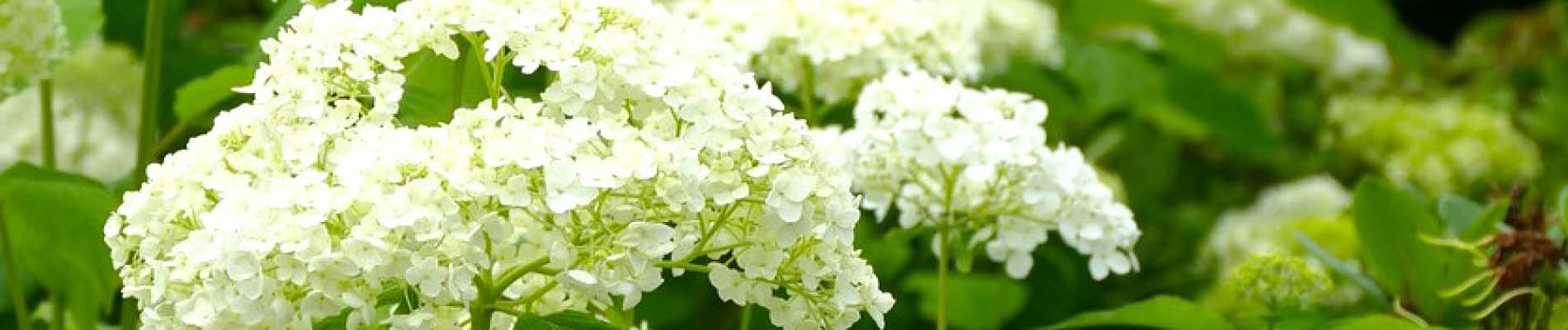 Template_Header (10).jpg 3