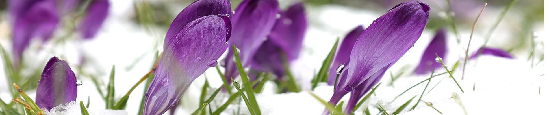 Template_Header (10).jpg 1